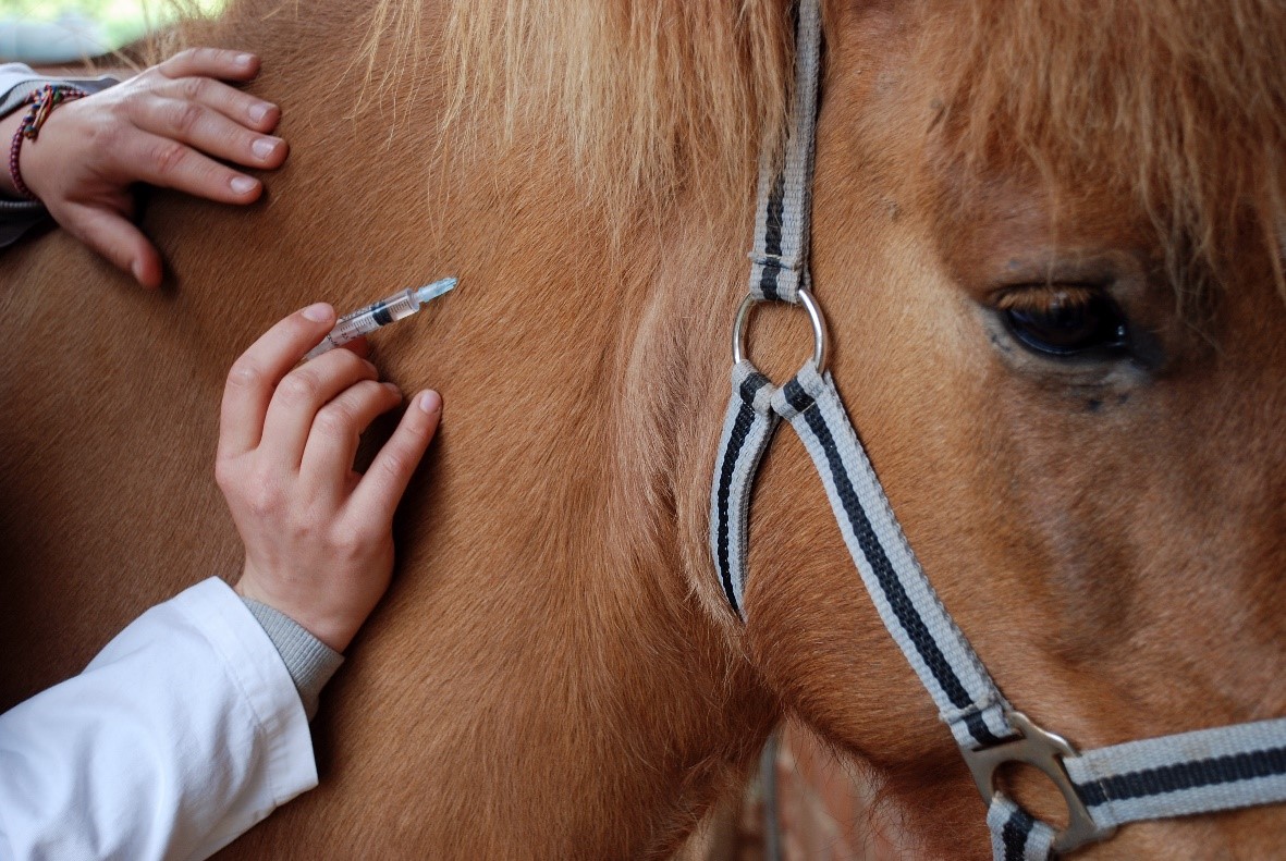 drug-testing-horses horses